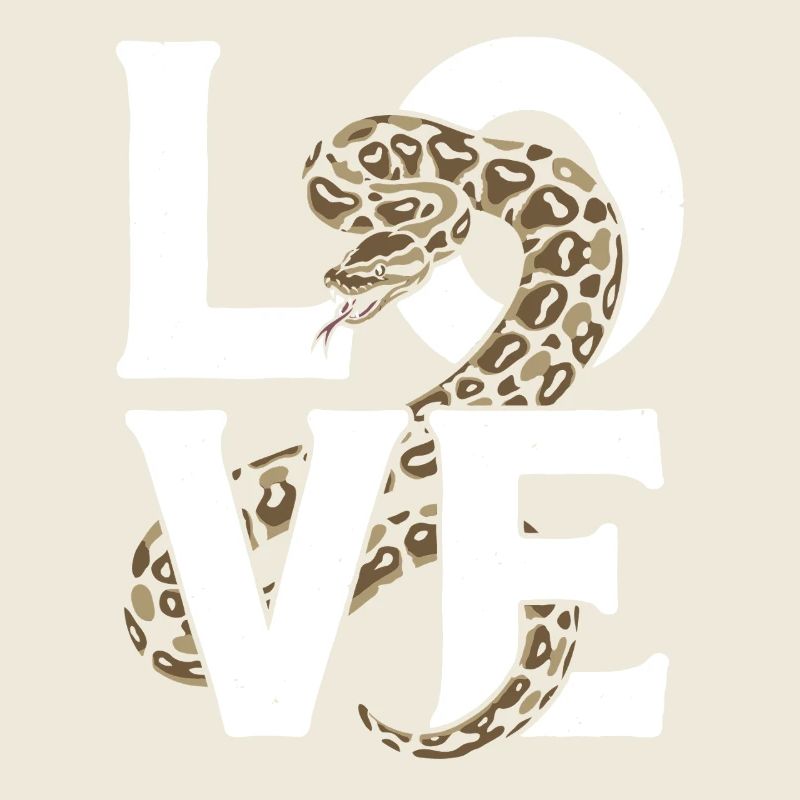 Königspython Schlangen LOVE Terrarium Python