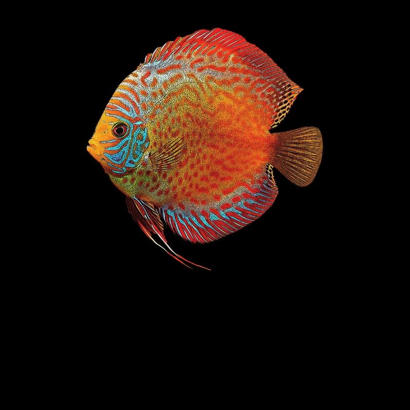 Diskusbuntbarsch Fischhalter