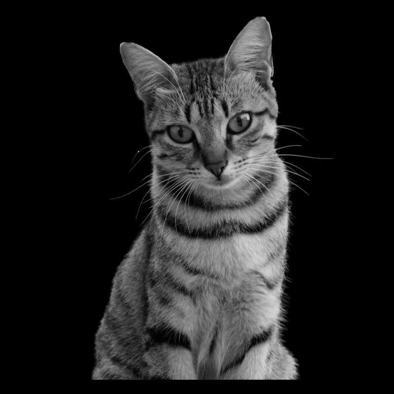 Cat white-black Cat black and white
