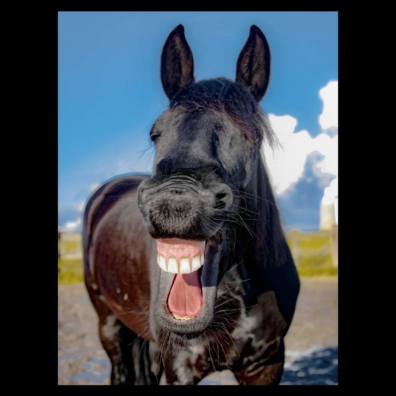 Cheval LOL