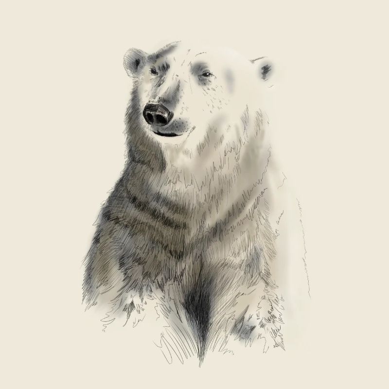 ours blanc