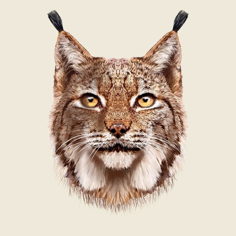 Luchs