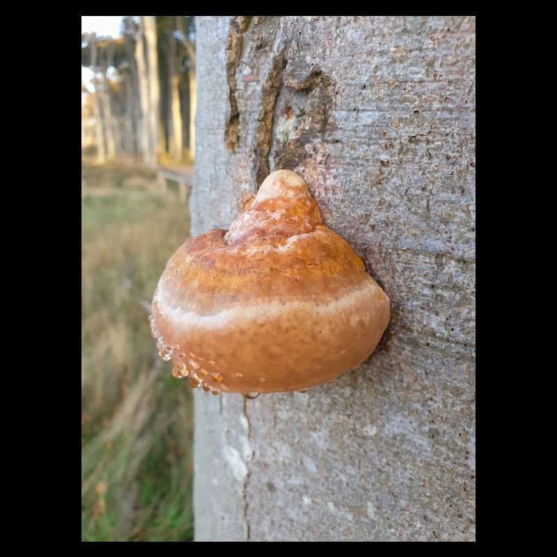 Rotbandpilz auch rot gebänderte Polypore