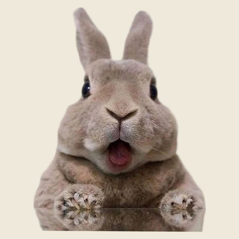 Lapin