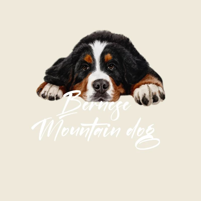 Bernese mountain dog