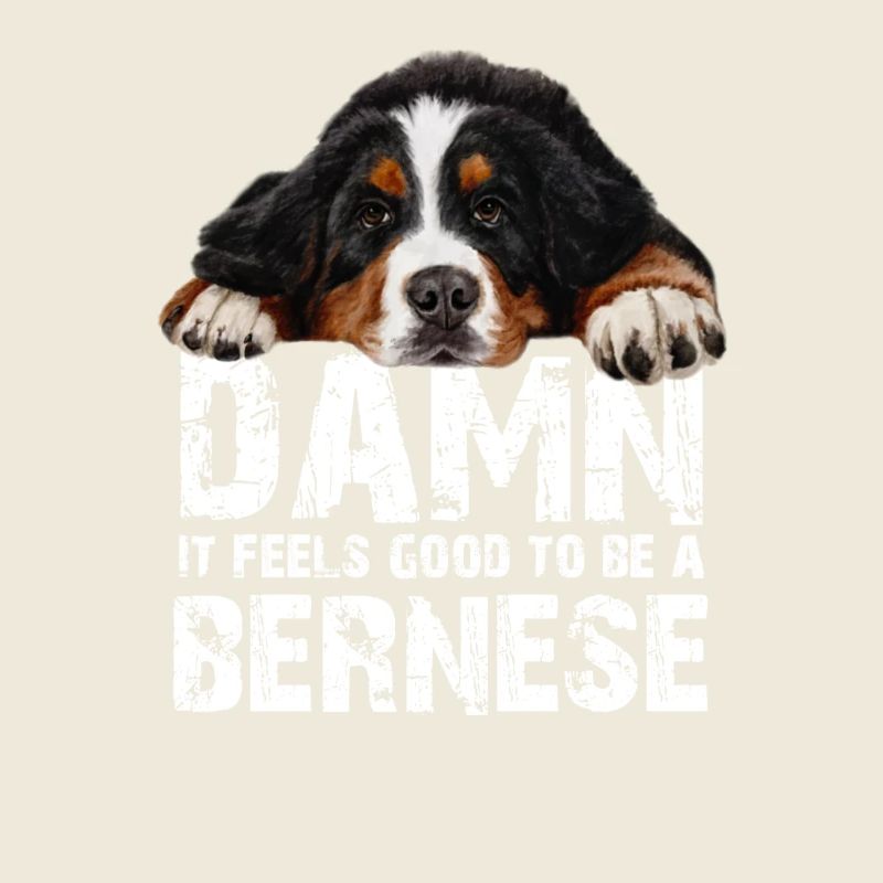 Bouvier bernois