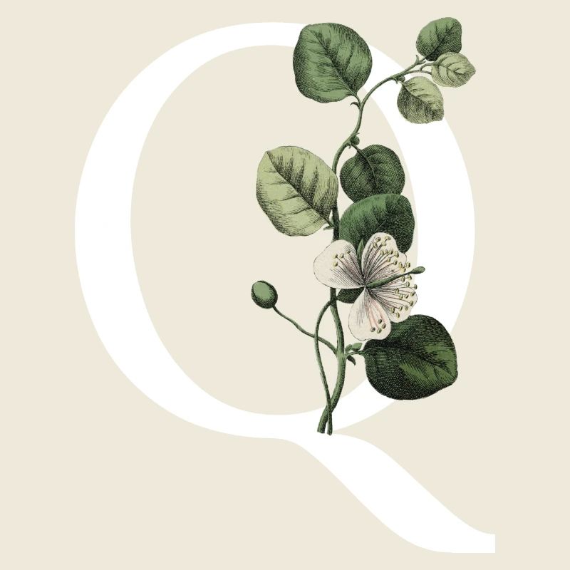 lettre q botanique vert