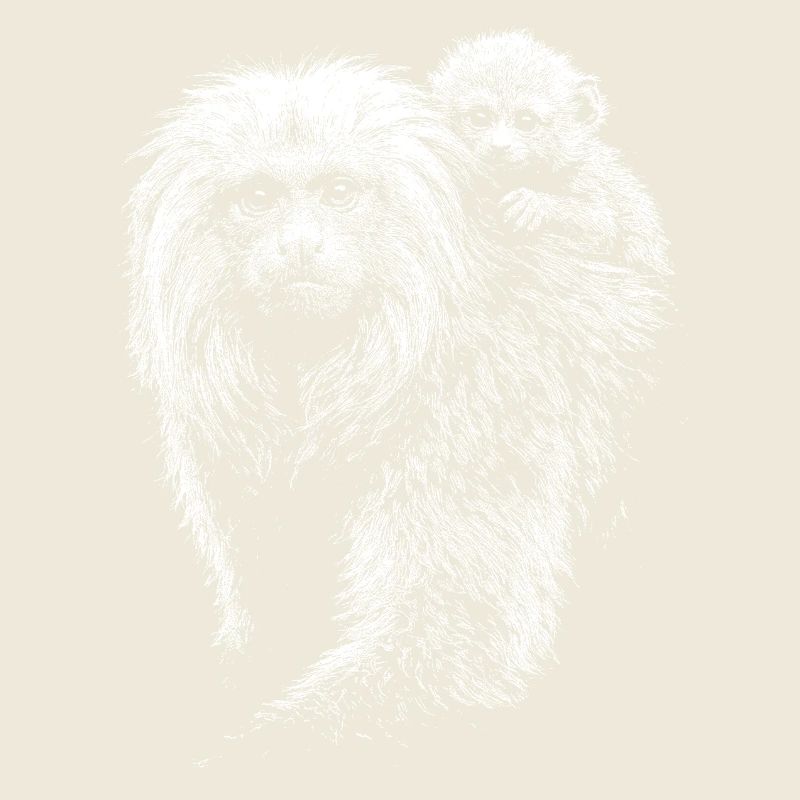 Tamarins lion