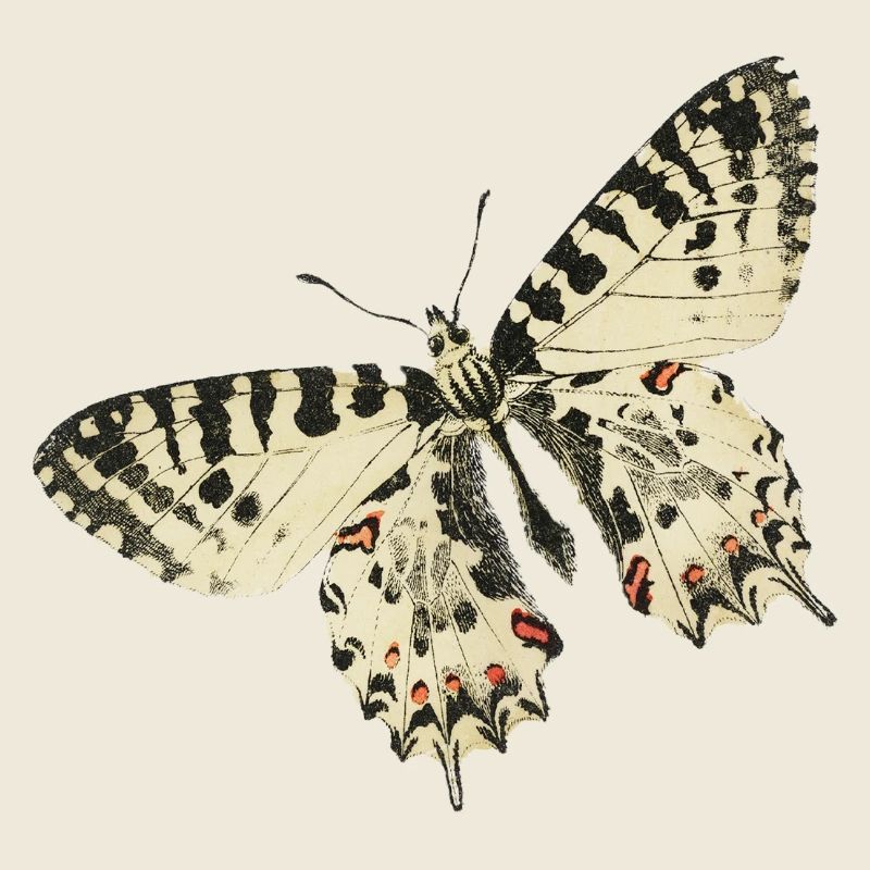 vintage papillon