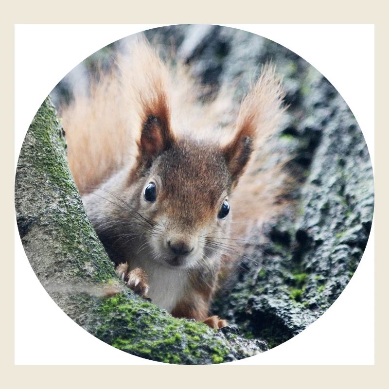 Eichhörnchen, isibat