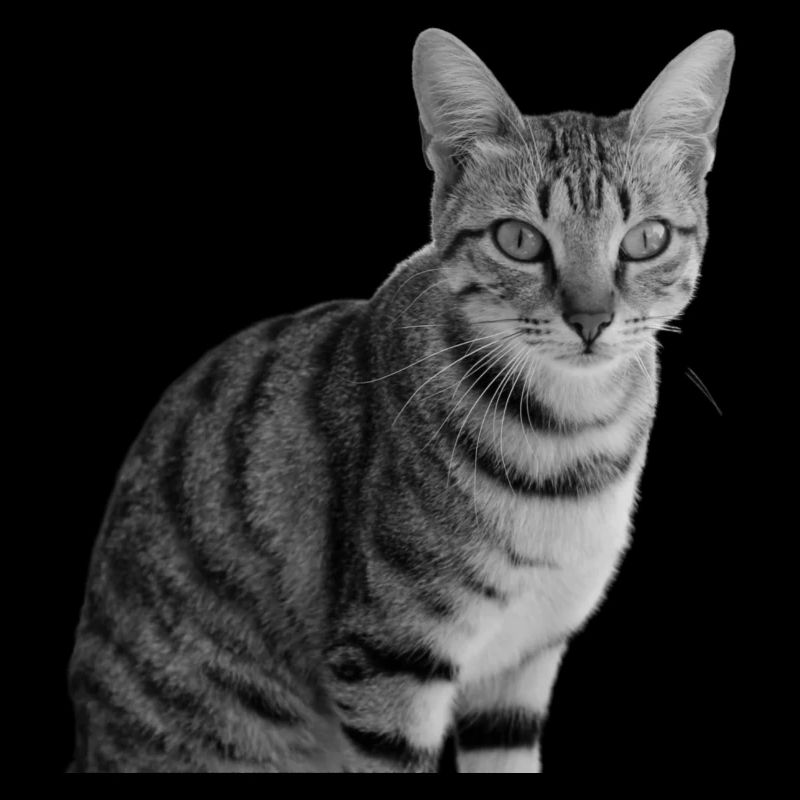 Cat white-black Cat black and white