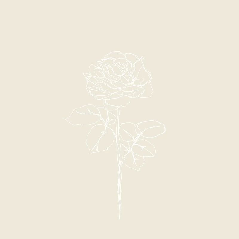 Rose blanche