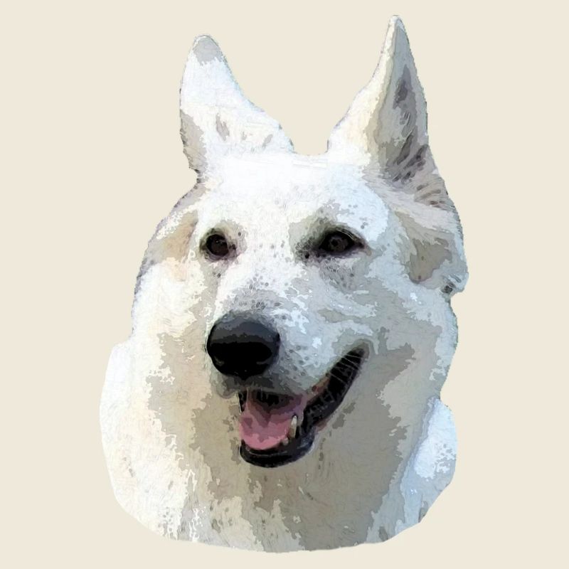 Berger Blanc