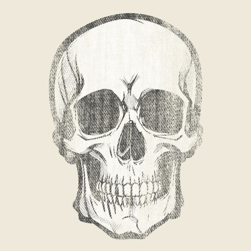 Skull Bone Skull Head Pirate
