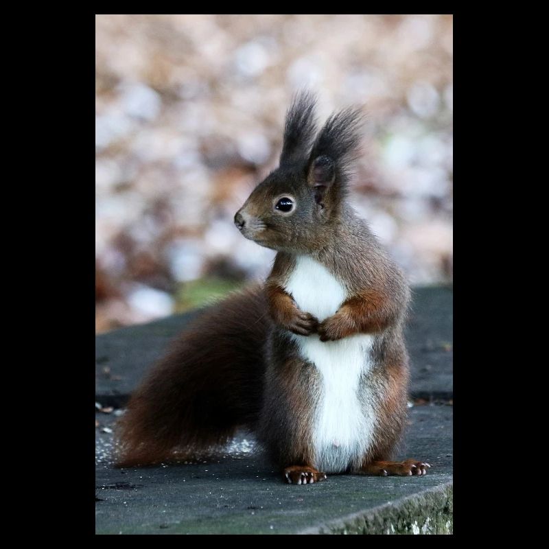 Eichhörnchen, Isibat