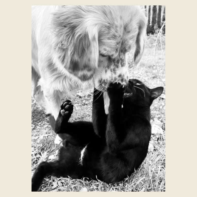 Chien Chat Meilleurs Amis