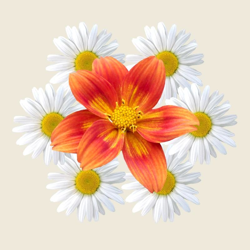 Margeriten mit oranger Blüte Gänseblümchen Blume