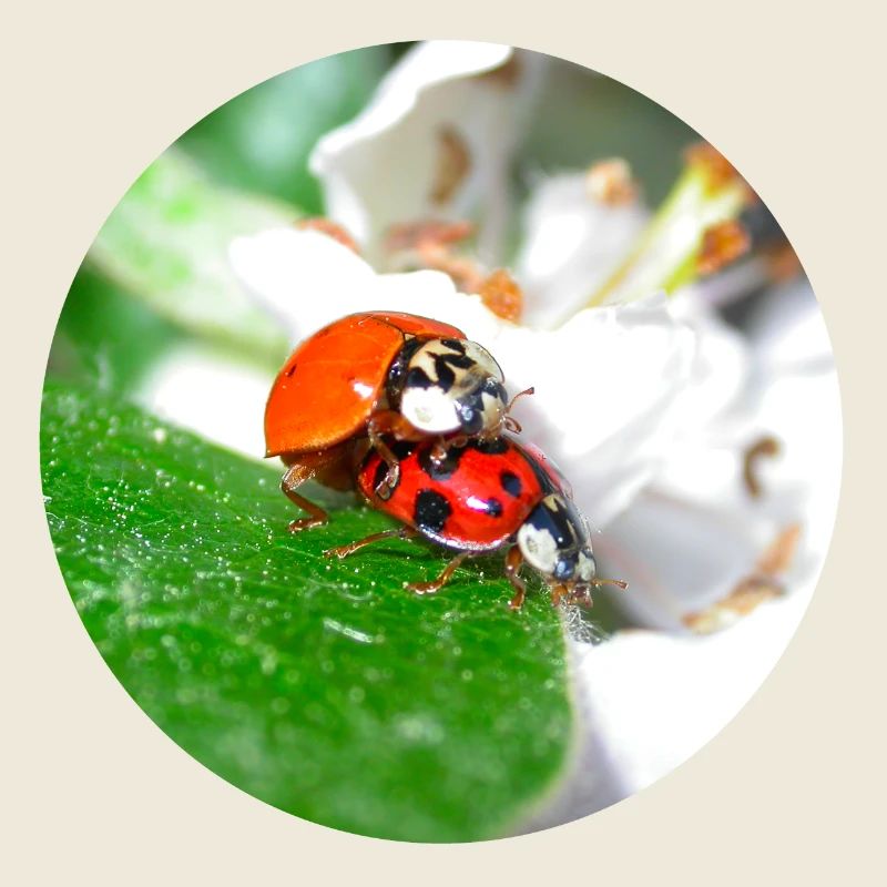 Coccinelles au sujet de l’amour