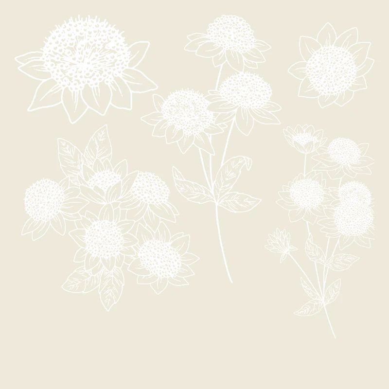 Astrantia maxima Blütengruppe