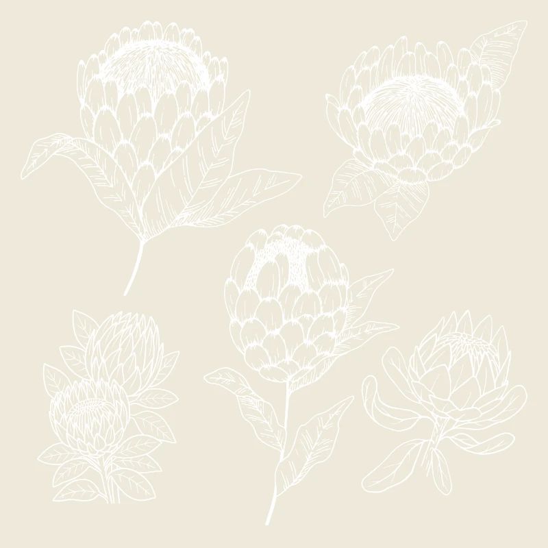 Protea-Blütengruppe