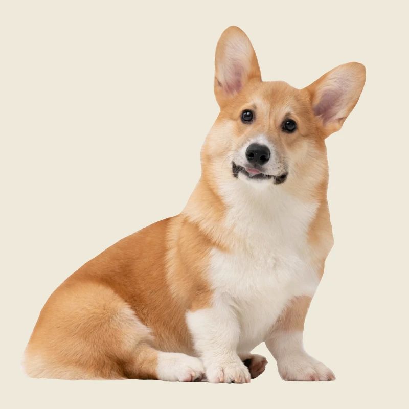 Cute Corgi Dog