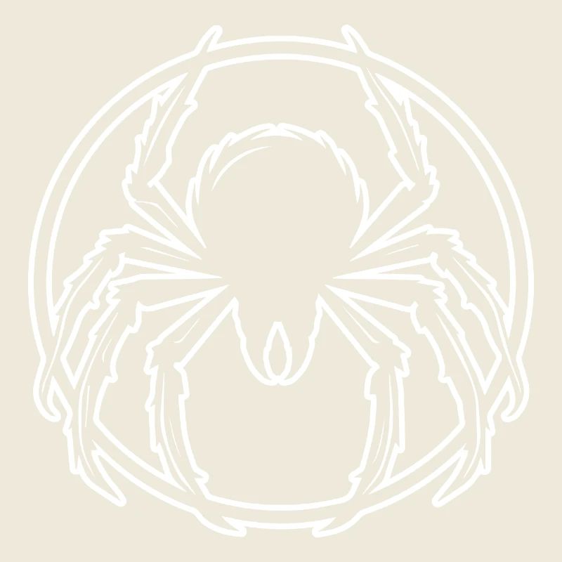 Spinne Spinnen Tiere