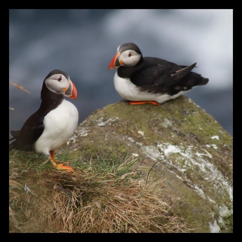 Puffin