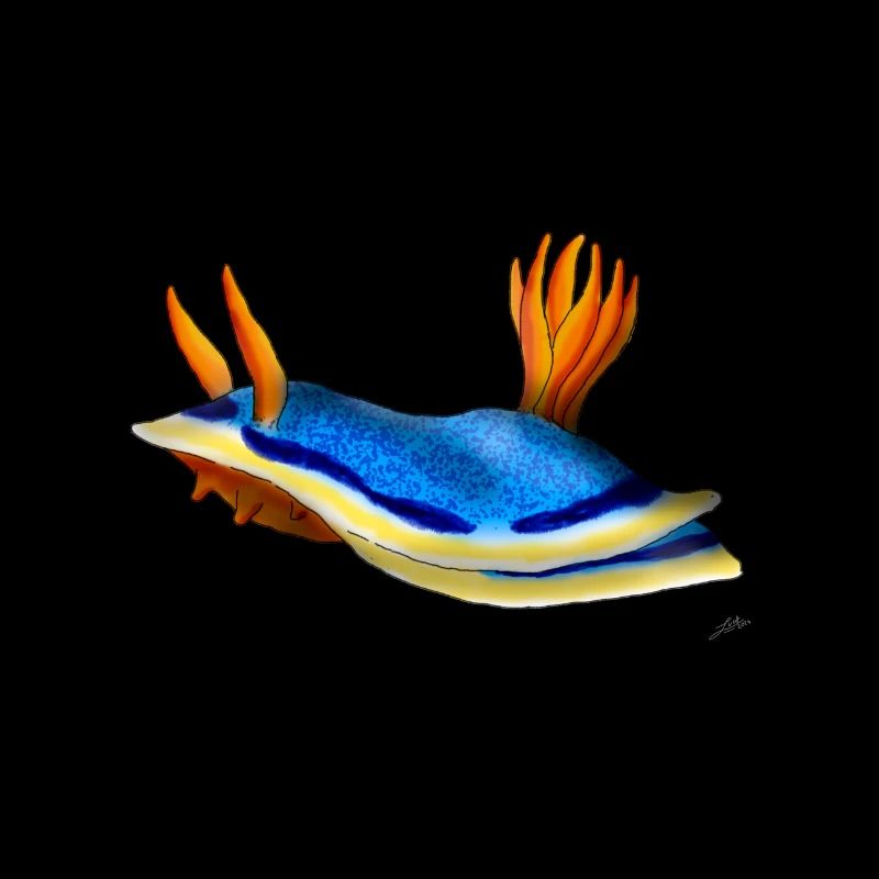 Chromodoris Annae