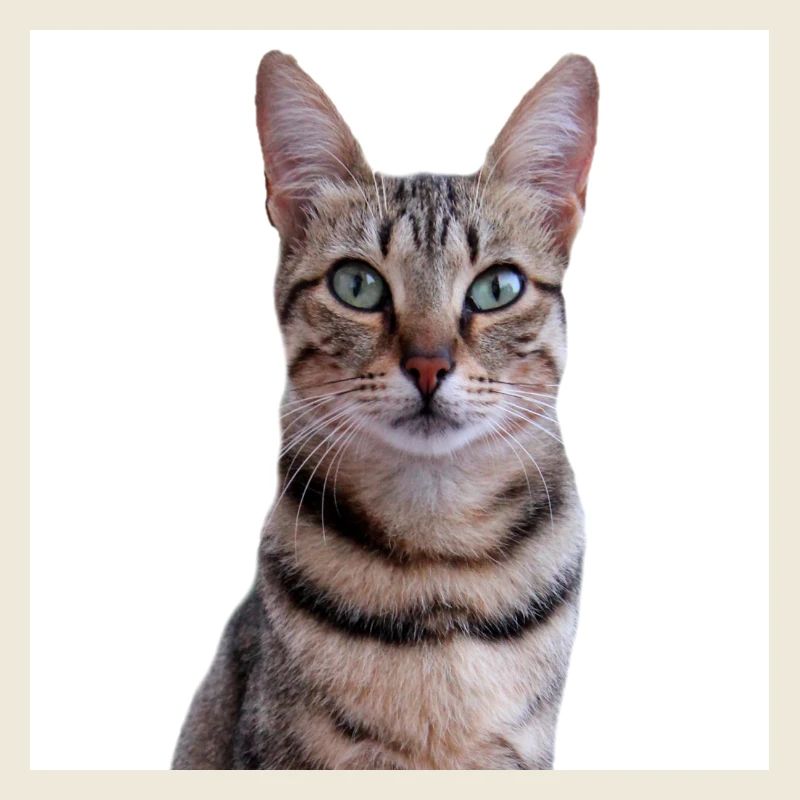 Katze Katze süßes Kätzchen