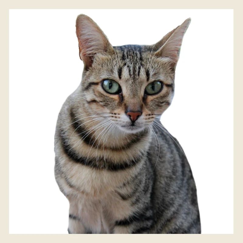 Chat chat chaton doux