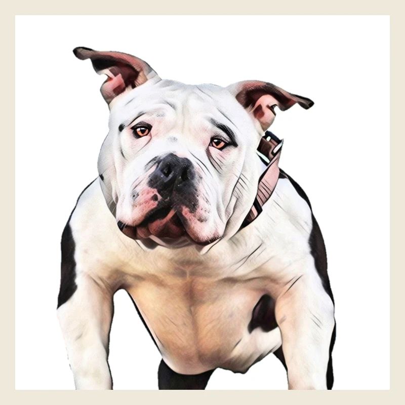 American Bully