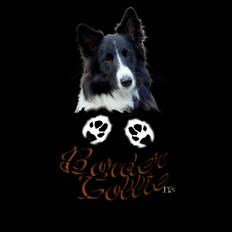 Border Collie Pfötchen