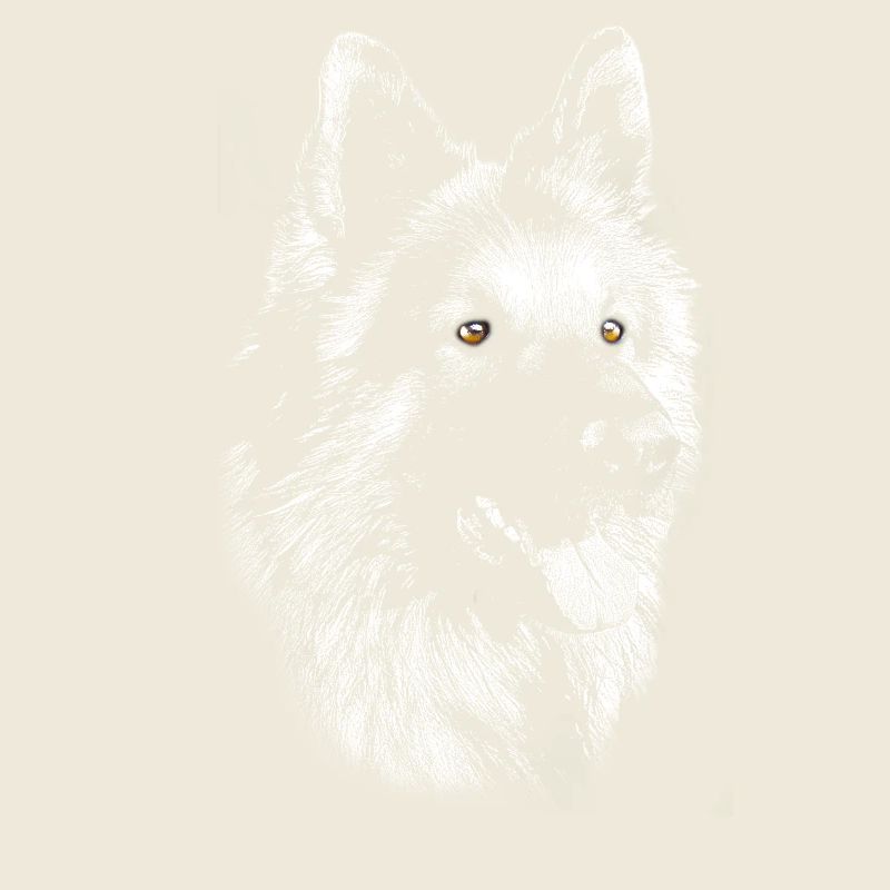 Schäferhund Portrait