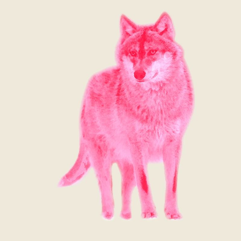 wolf canis lupus wulf alphatier pink