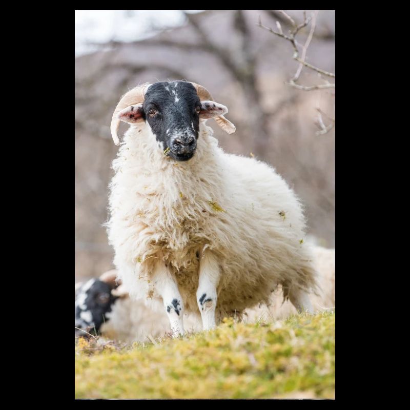 A Highland sheep with black a head in the Scottish