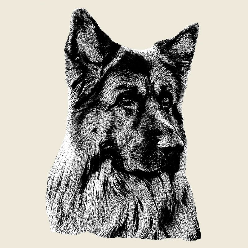 Schäferhund Deutscher Schäferhund German Shepherd