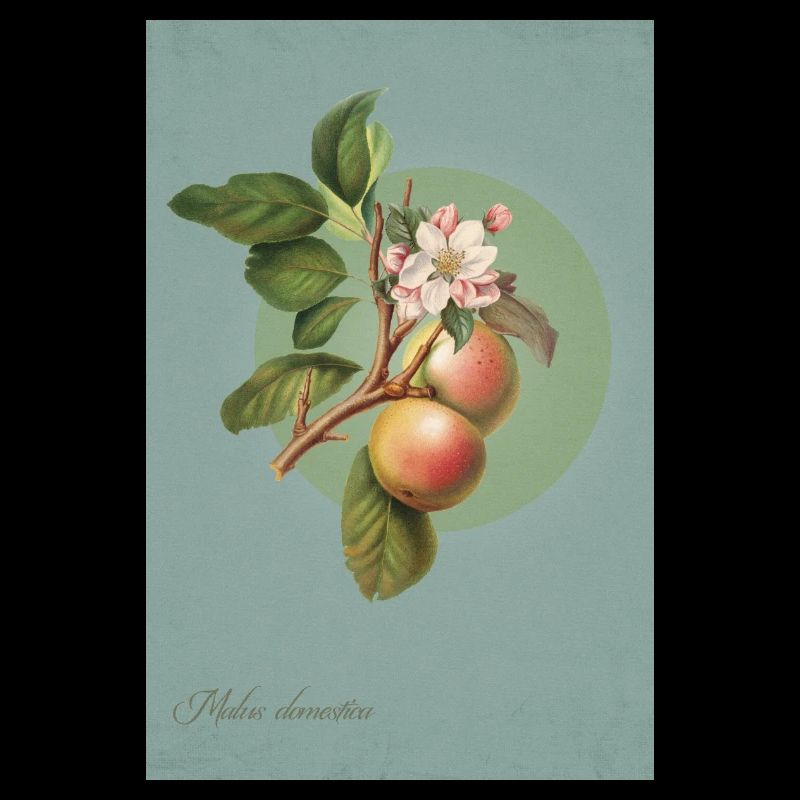 Apples on the branch