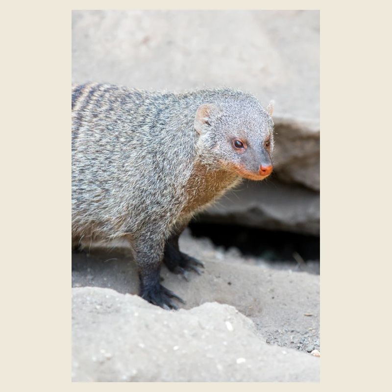 Banded Mongoose or Zebra Mongoose