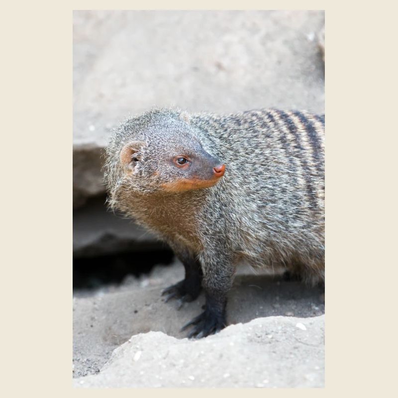 Banded Mongoose or Zebra Mongoose