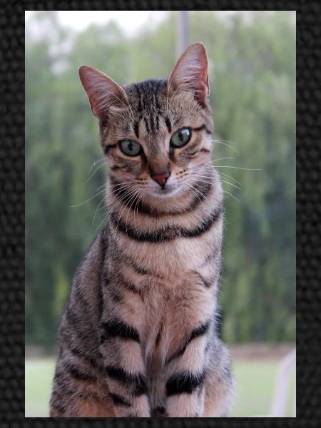 Cat Kitten