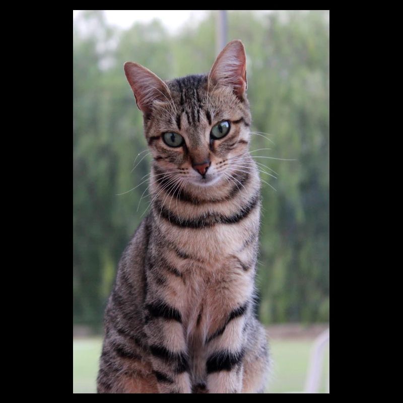 Chaton Chaton