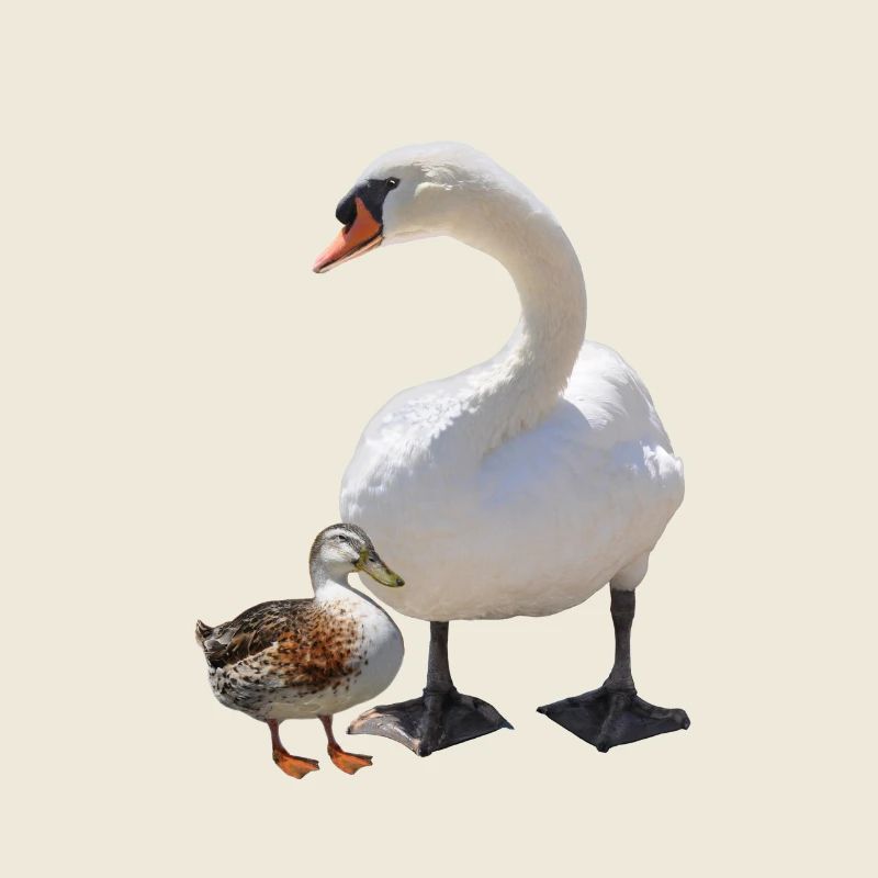 Schwan