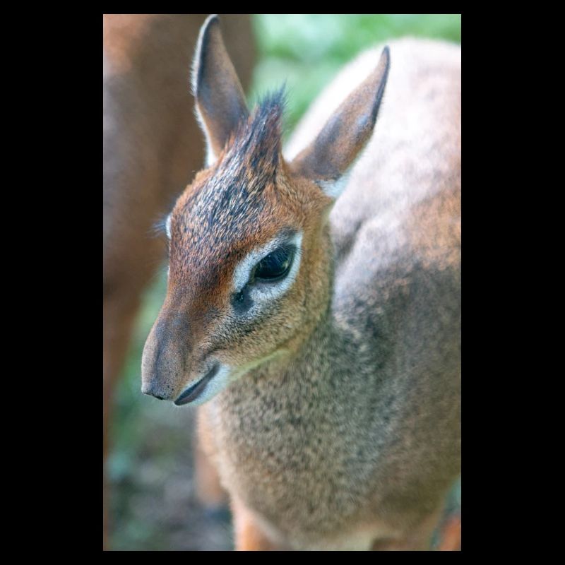 Kirk's dik-dik (auf Deutsch Kirk-Dikdik Zwergrüssel