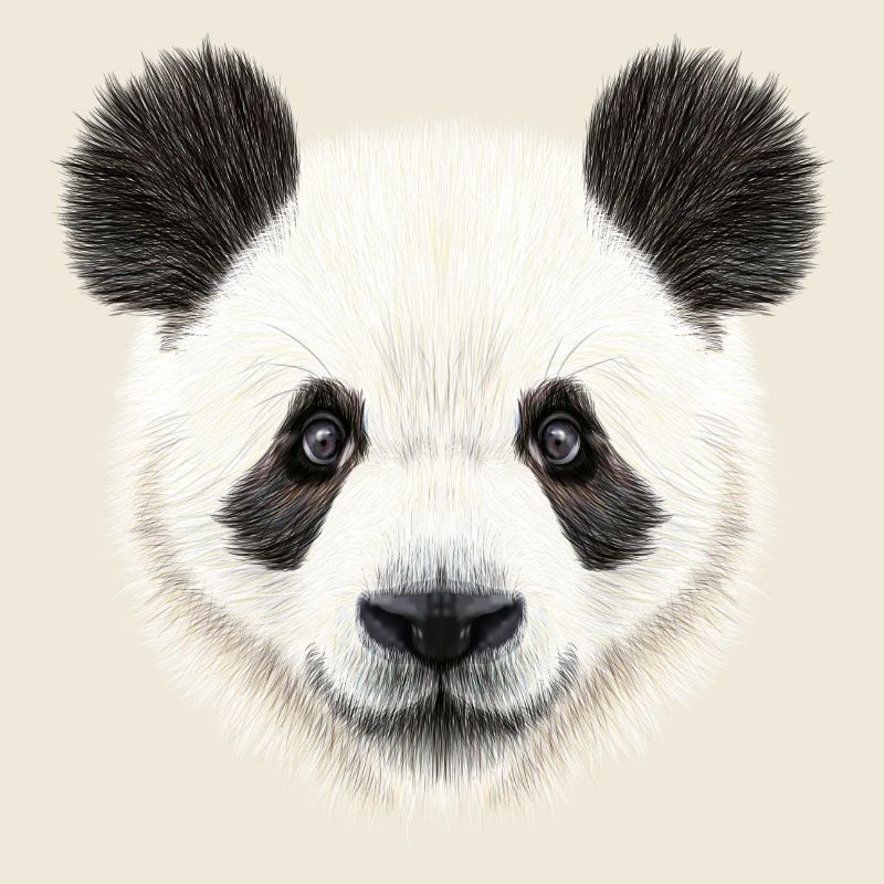 Panda Bear! Doux!