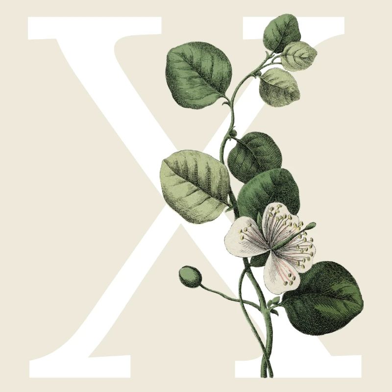 lettre x botanique vert