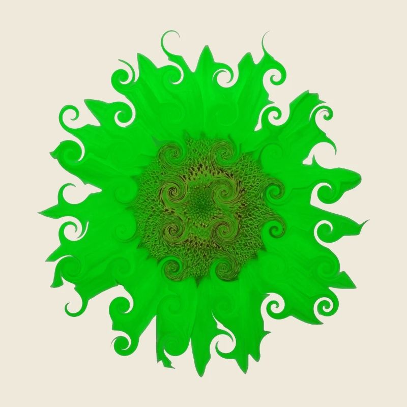 Sonnenblume