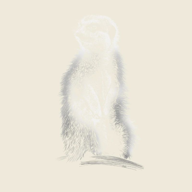 suricates