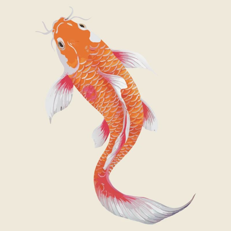Koi Fish Carp Japan China Fish