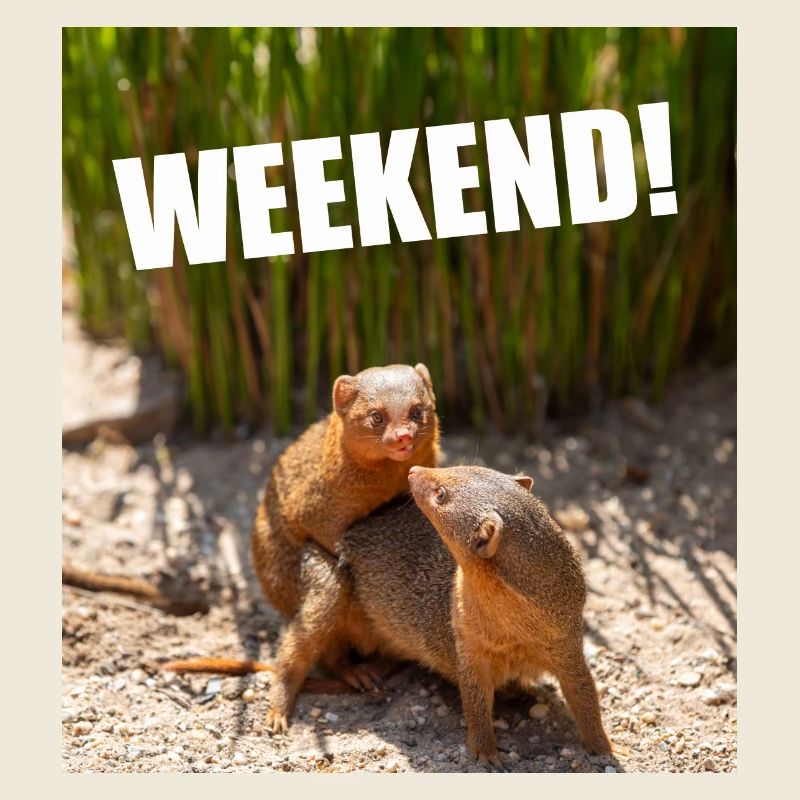 weekend party intercourse funny animals alcohol