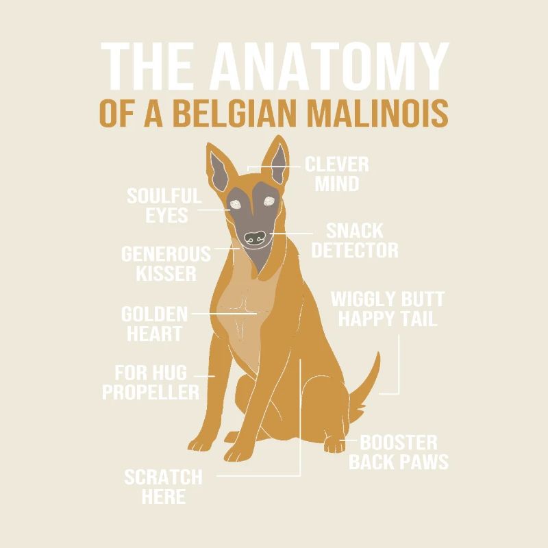 Malinois belge